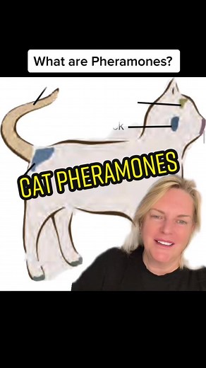Understanding Cat Pheromones and Their Importance in Cat Behavior