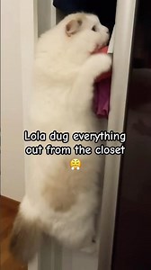 Caught my cat red-handed in my closet 😟 #cutecat #naughty #catshorts