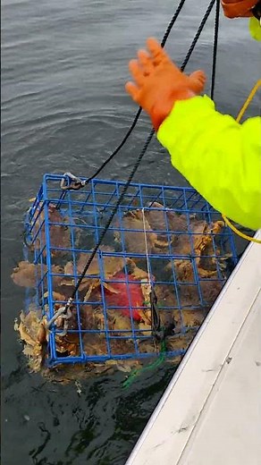 Winter Dungeness Crab Puget Sound #fishing #pugetsound #crabbing