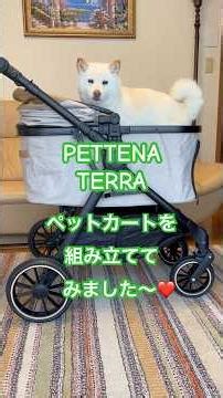 PETTENA TERRA ペットカートを組み立ててみました #ペットカート #PETTENA #terra #白柴 #柴犬 #カート #shibainu #youtubeshorts #ペテナ