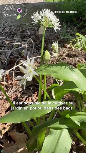 🌿 L’ail des ours au jardin