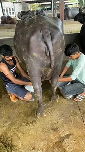8.3M views · 152K reactions | Process of Dairy cool FARM milk #dairyfarming #dairy #buffalo #dairymilk #milking #dairyfarm #cow | Dairy cool | Facebook