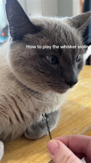 Unimpressed #funny #comedy #whiskerviolin #trending #POV