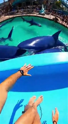 Waterslide into pool full of giant fish #funny #memes
