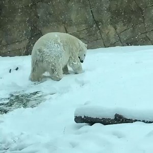 ❄️ WELL, THE BEARS ARE HAPPY! ❄️ The super 🌨️ snowy Halloween may not have everyone pleased, but this polar bear at Henry Vilas Zoo in Madison is lovin' it! | News 3 Now / Channel 3000