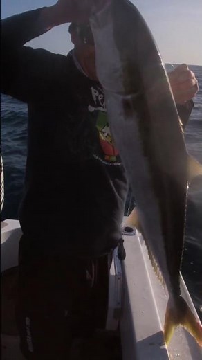 Landing a solid Yellowtail Kingfish in Hawkes Bay New Zealand 🇳🇿 #fishing #ocean
