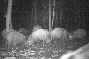 Pestă porcină africană în Vaslui, la mistreți din două fonduri de vânătoare. Ce măsuri au luat autoritățile