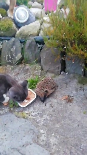 Radio Kerry on Reels