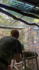 Still quite warm so just a quick training session. Step up and recall is important and needs to be continued when these little guys go home. One of the Scarlets got to Goose’s tail also 😖😖😖😖.. vet trimmed them back while he was asleep .. the damaged ones will moult out soon. Thankfully both new families understand it it’s a first for me! Pippy is already moulting . She will be going home next weekend..😳😢Mr Zeus decided he didn’t want to train but it’s warm so that’s ok. He can get overwhel