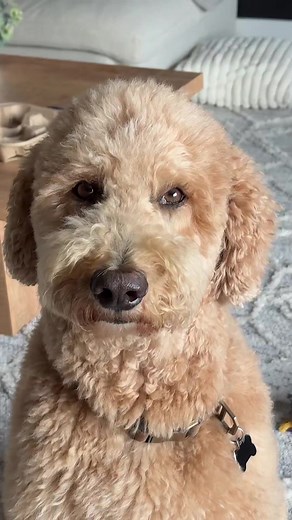 Funny Side Eye Dog Moments Compilation