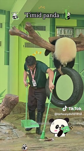 Easily Startled Pandas: A Cute Compilation