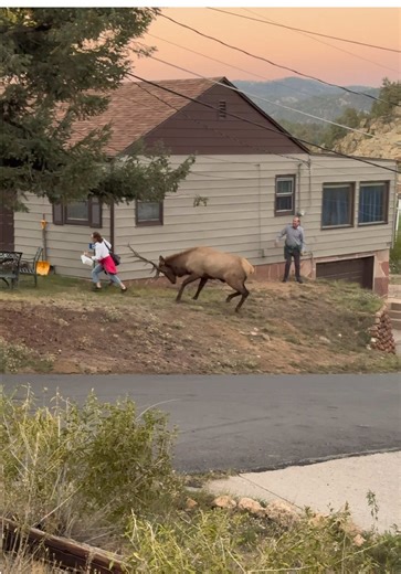 Did you hear the story? Greg and his family saw a bull elk (in full rut mode) on their vacation and wanted to get a few photos with him. 🫣 #respectwildlife #touron #selfietime #bullelk #wildlifeoftiktok