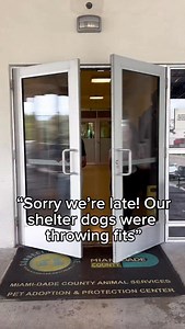 ✨ “Sorry we’re late! Our shelter dogs were throwing fits. They just want to look their best when you come meet them, because every wag, wiggle, and puppy-dog eye is really just them saying… ‘pick me!’ 🐾💕 Adopt or foster today! | Miami-Dade Animal Services
