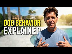 ⭐Your Dog's Behavior Finally Explained #doglife