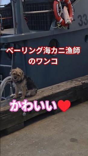 ベーリング海カニ漁師のワンコ🐕️フル動画はプロフィールへ!
