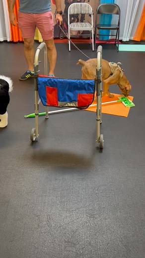 Puppy Socialization Class and what is it all about?? It's about introducing your puppy to other puppies so they can see that not all dogs look like them; it's about introducing them to novel objects, different people, and different environments so they feel more comfortable in the world around them; it's about walking on different textures, across items that may move, and through things to feel the texture under their feet and on their bodies to help them gain confidence; it's about learning the