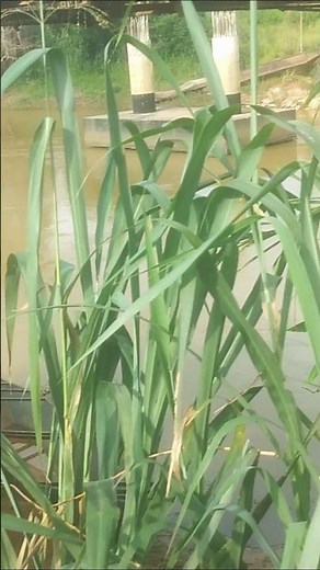 Why Do Chickens Peck at Each Other?