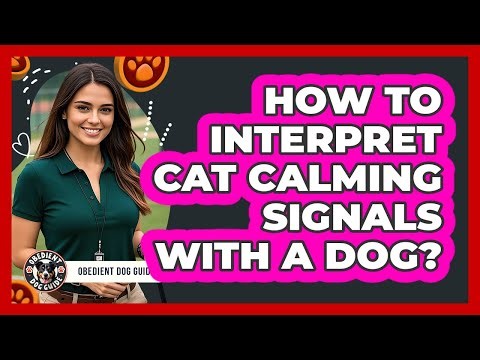 How To Interpret Cat Calming Signals With A Dog?