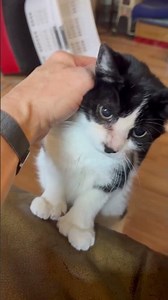 This Cat Has HOW Many Toes?! #polydactyl