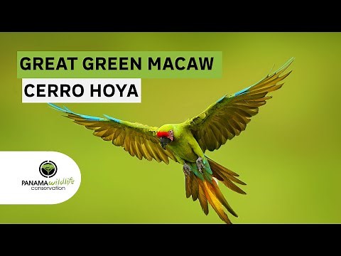 Great Green Macaw of Panama 2025