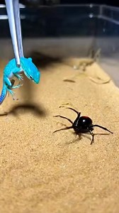 Tiny Lizard vs Spider | Realistic Mini Predator Fight 😱🦎🕷️ Description: A tiny lizard comes face to face with a dangerous spider in an intense mini predator fight. This close-up battle shows raw survival instincts, fast moves, and unexpected moments that will keep you hooked till the end. Perfect for wildlife lovers, nature fight fans, and viral short video viewers. This video is AI generated. #LizardVsSpider #TinyLizard #SpiderFight #AIWildlife #ViralShorts | Insect Planet