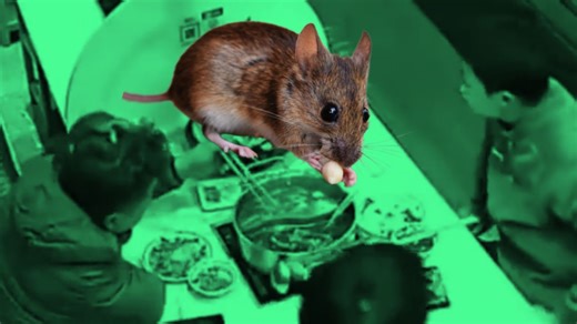 Dos ratas caen sobre la cabeza de un cliente que disfrutaba de su ramen | VIDEO