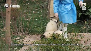 1.6K views · 40 reactions | Be a Panda Keeper Episode 1: Gather! Off to the pandas! After gathering at the Chengdu Panda Base, the participants talked about their connections to pandas and formed teams. After visiting the Museum of Nature Exploration, they set off for the "Land of Panda Discovery", where the real tasks begin! #BeAPandaKeeper #BestJobInTheWorld | CCTV | Facebook