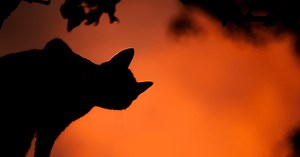 Black Cats, Witchcraft, Goddesses & Bad Luck - For Puck’s Sake