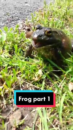 #fyp #frogs