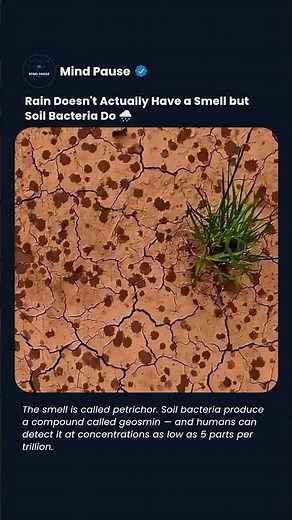 The smell of rain is called petrichor — here's the surprising science behind it #shorts #science