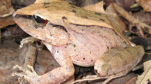 Screaming a defence mechanism? These frogs cry because they cannot physically fight predators