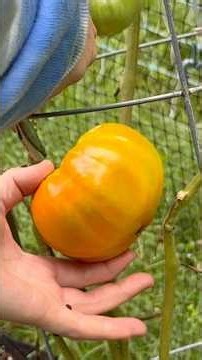 Look at this Garden Haul! 🌶️ 🫑 🥒 🍅 #connecticut #harvest #vegetables #garden