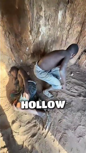 The Real Tree House!