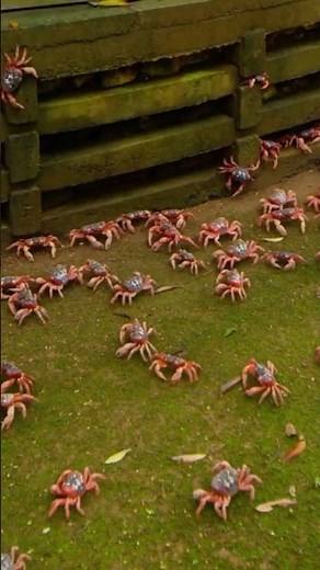 THIS IS WHAT A CRAB INVASION LOOKS LIKE ON CHRISTMAS ISLAND! #shorts