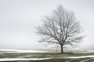 Pourquoi les feuilles des arbres tombent-elles ? La réponse très précise à donner à la machine à café !