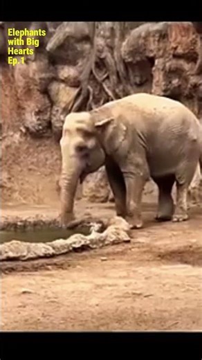 Funny Elephant Saves a Goat… But Demands Lunch as Payment 😂 #funnyanimals #babyelephants #animals