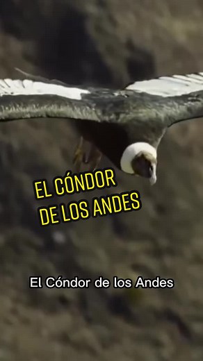El Cóndor de los Andes - Ave Nacional de Colombia 🇨🇴