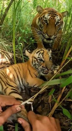 Hands Twisting Cord in a Tight Dense Thicket Close