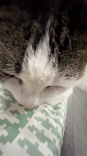 How to Say FWÆH | Playboi Carti Meme Explained