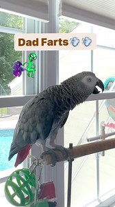 Dads 💨💨are funny😆😆🦜💨Feel my love everyday - get my Symagirl merch today! I have adult and kids Ts, hoodies and mugs! LINK IN BIO! Scroll when you’re there to find more of your favorite Symagear! #symontheafricangreyparrot #talkingparrot #babyparrot #congoafricangrey #africangrey #africangreyparrot #parrotsofinstagram #africanparrot #petsofinstagram #birds #cag #talkingbird #crazybird#birdsofinstagram #sillybird #parrots #pets #redbuttchicken #funnyparrot #crazyparrot #smartbird #happyparro