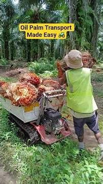 Modern Oil Palm Harvest Transport 🚜 | Technical Wheelbarrow in Action