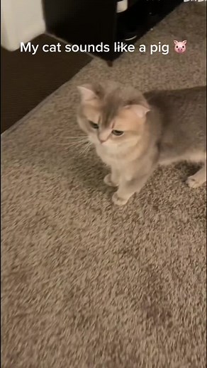 Funny Cat Sounds: Cat Snorts Like a Pig Compilation