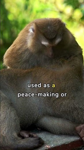What is the significance of grooming behavior in primates? #PrimateBehavior #Grooming #SocialBonding