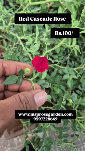 Red Cascade Rose is back in stock! Rs.100/- #gardening #redcreeper #TerraceGarden #roseoffer