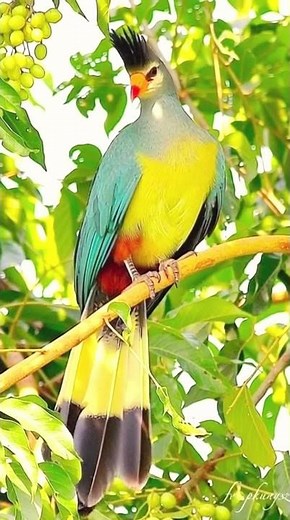 Morning Bird Songs for Relaxation 🌿 | Calm Nature Sounds to Start Your Day