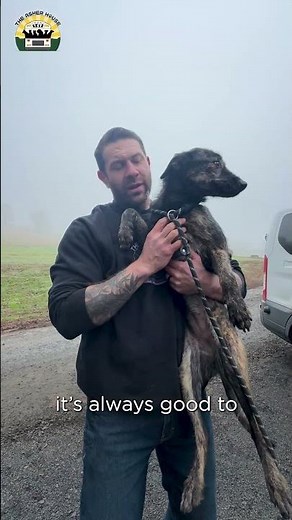 When meeting an Irish wolfhound, you MUST do this one thing 😂 #adoptdontshop #doglover