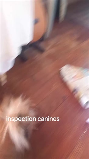 #nonore #condancerdespetitsours