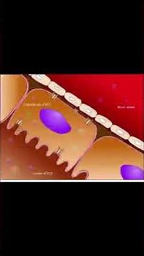 Top USMLE Step 1 High-Yield Topics You MUST Know for 2025