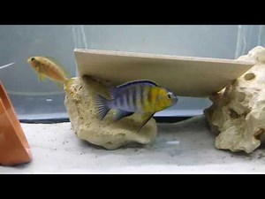 Pseudotropheus Tropheops Red Cheek