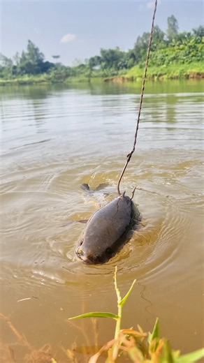 🐟Live Invasive Northern snakehead Baits Catfish Can’t Resist! (USA Anglers’ Guide: | Fishy Story